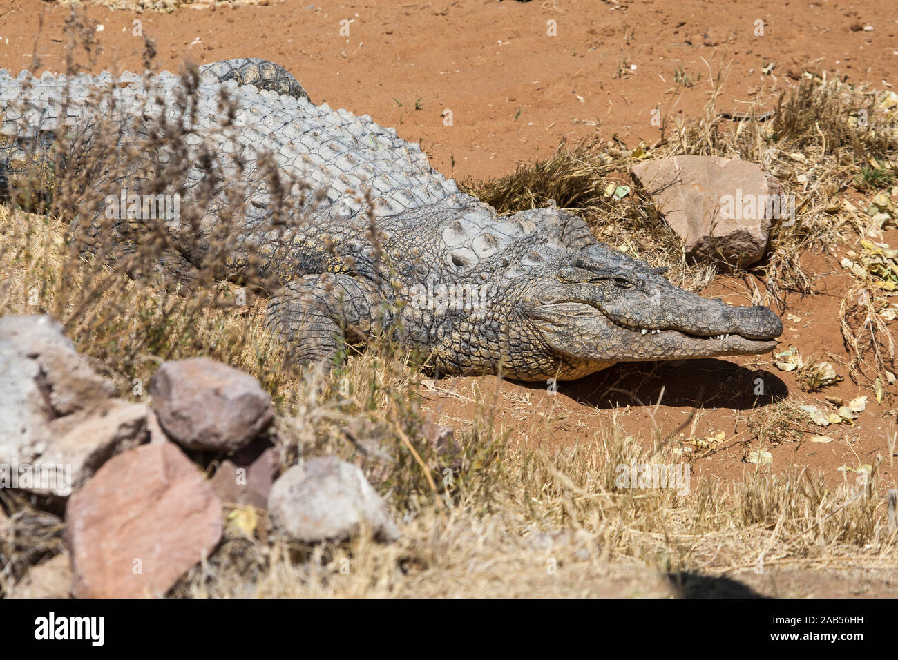 Leistenkrokodil (Crocodylus porosus) Stockfoto