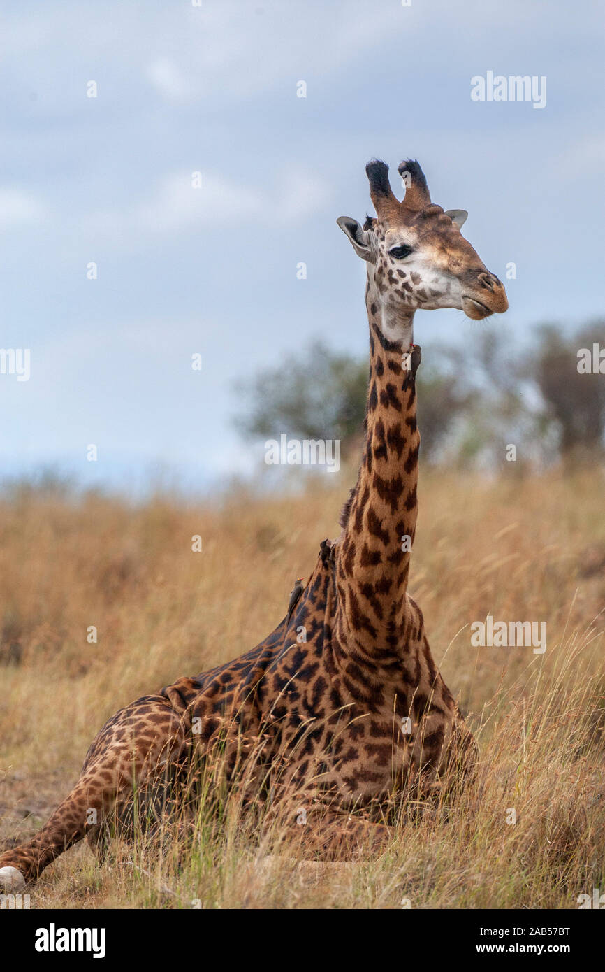 Maasai-Giraffe (Giraffa Camelopardalis tippelskirchi) Stockfoto