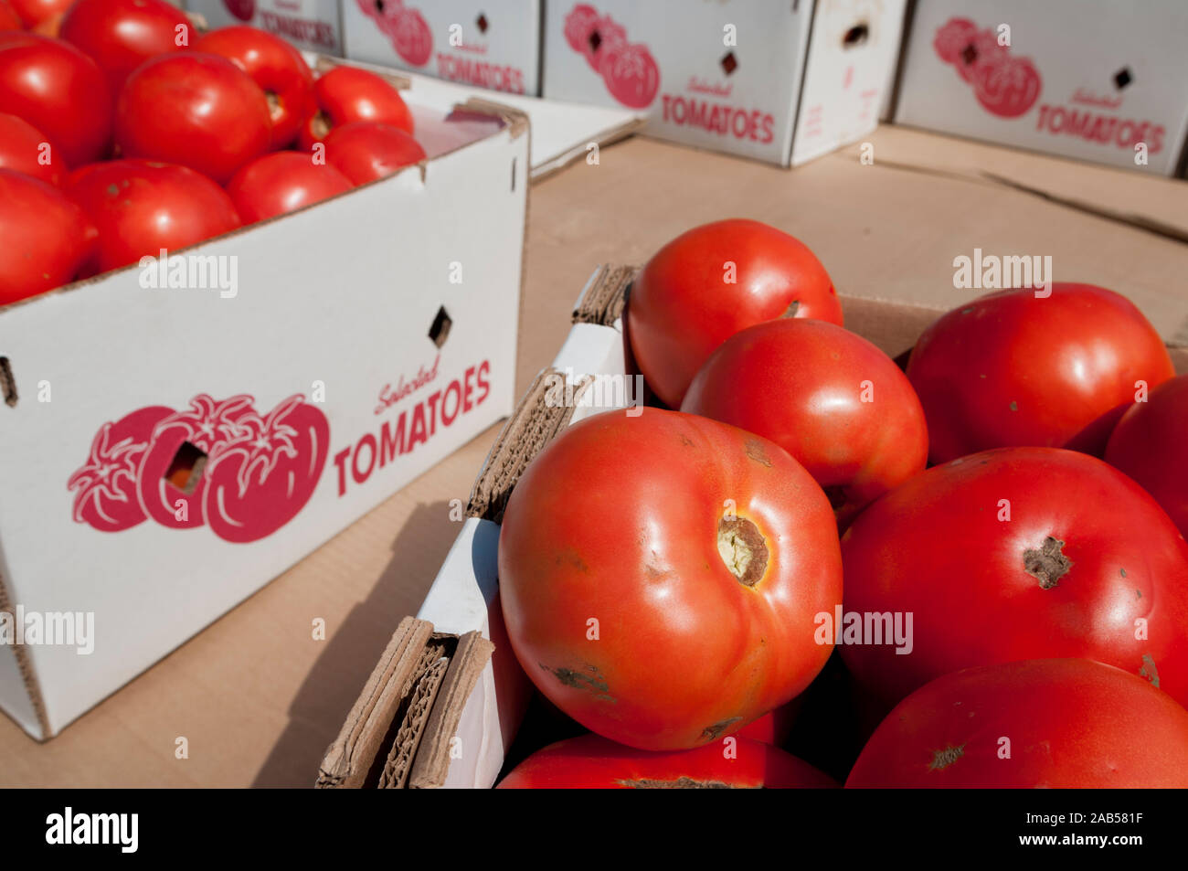 Tomaten in Generic, un-branded Kästchen auf der Rückseite der Tieflader, Long Island, New York, USA. Stockfoto