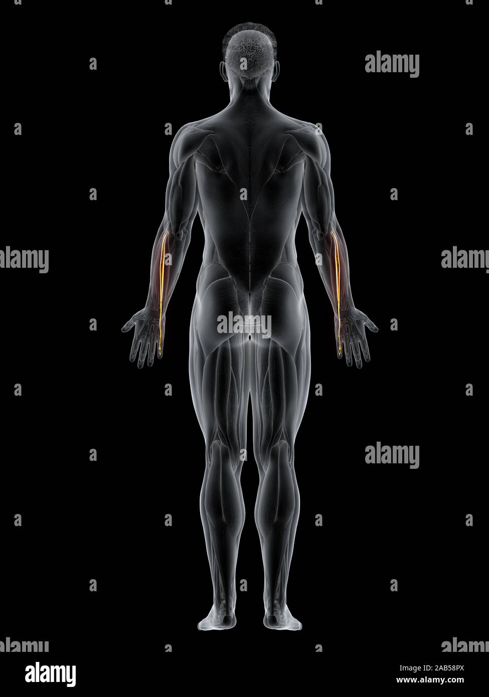 3D-Darstellung der Muskel extensor seiner antireflektiven minimi Stockfoto
