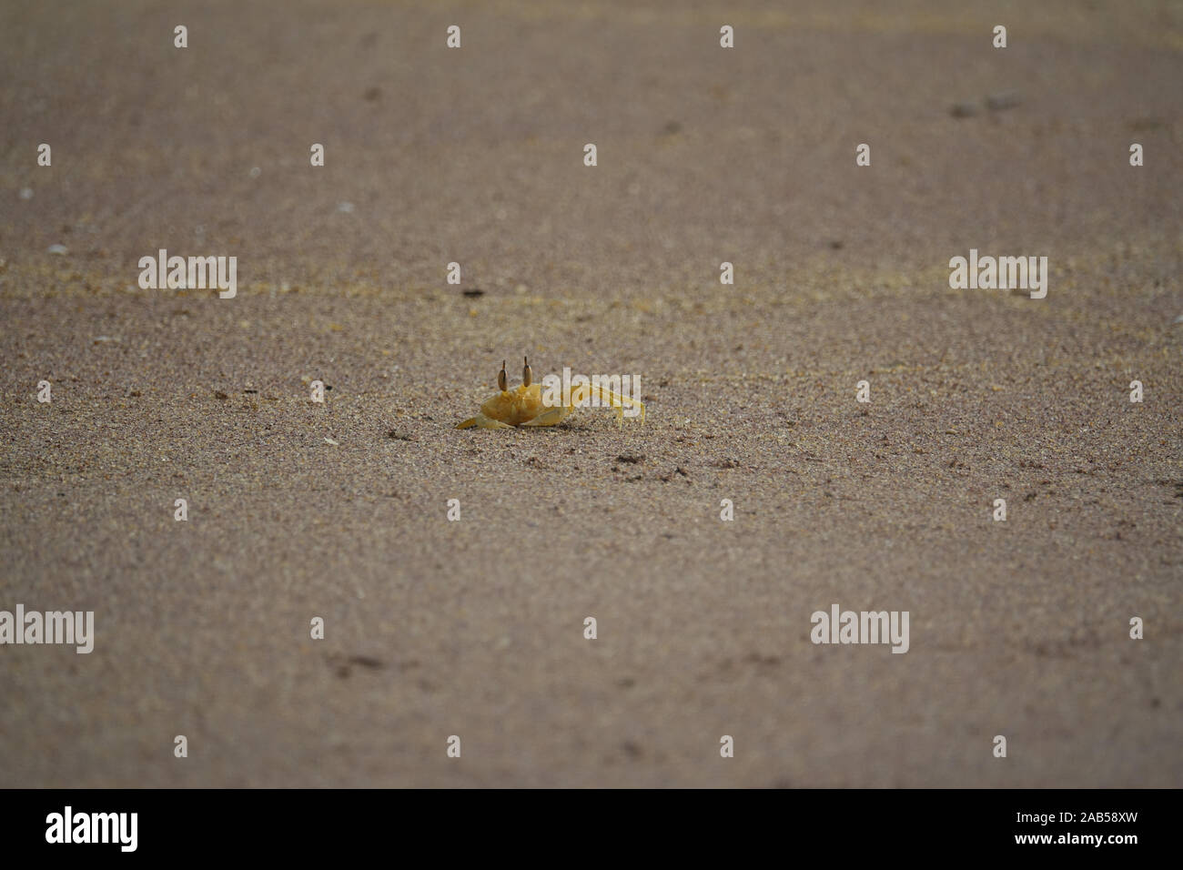 Krabbe entstand aus einem sandigen Loch am Strand. Die Küste von Sri Lanka Stockfoto