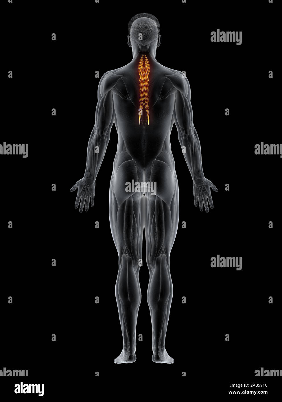 3D-gerenderte Muskel Abbildung des semispinalis thoracis Stockfoto