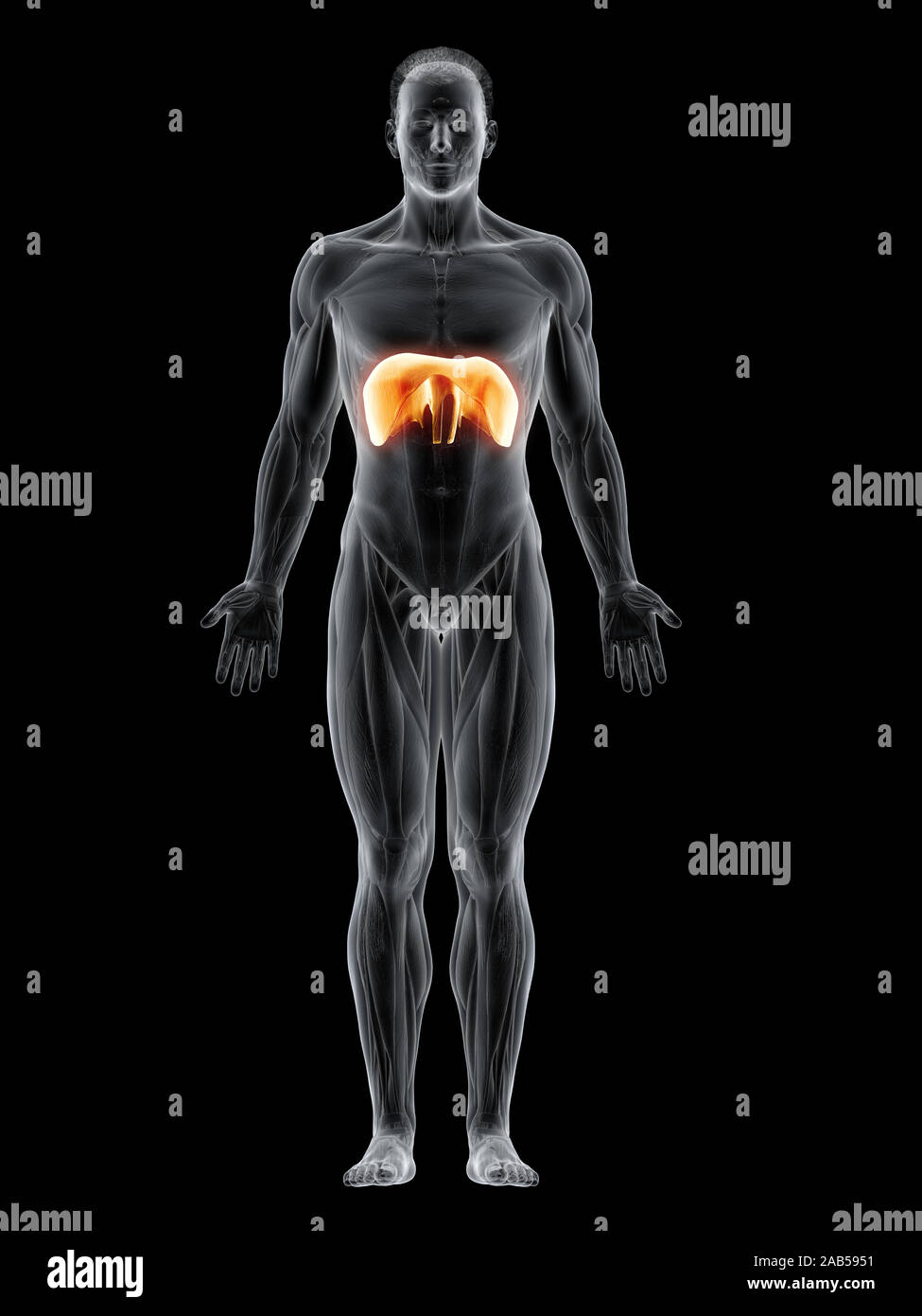 3D-gerenderte Muskel Abbildung der Membran Stockfoto