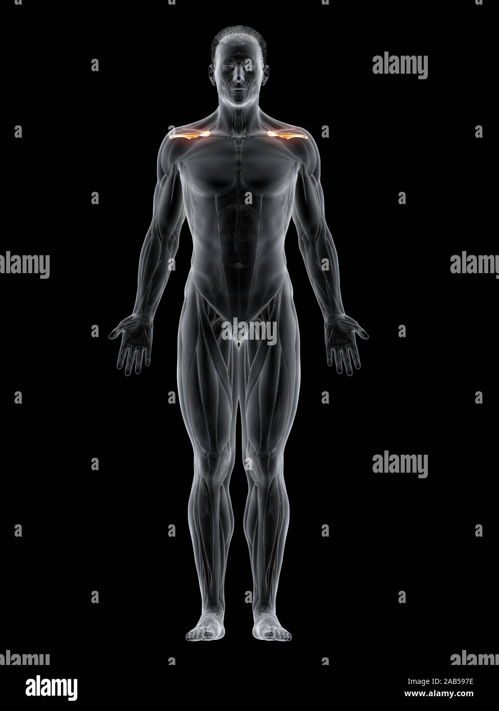 3D-gerenderte Muskel Abbildung des supraspinatus Stockfoto