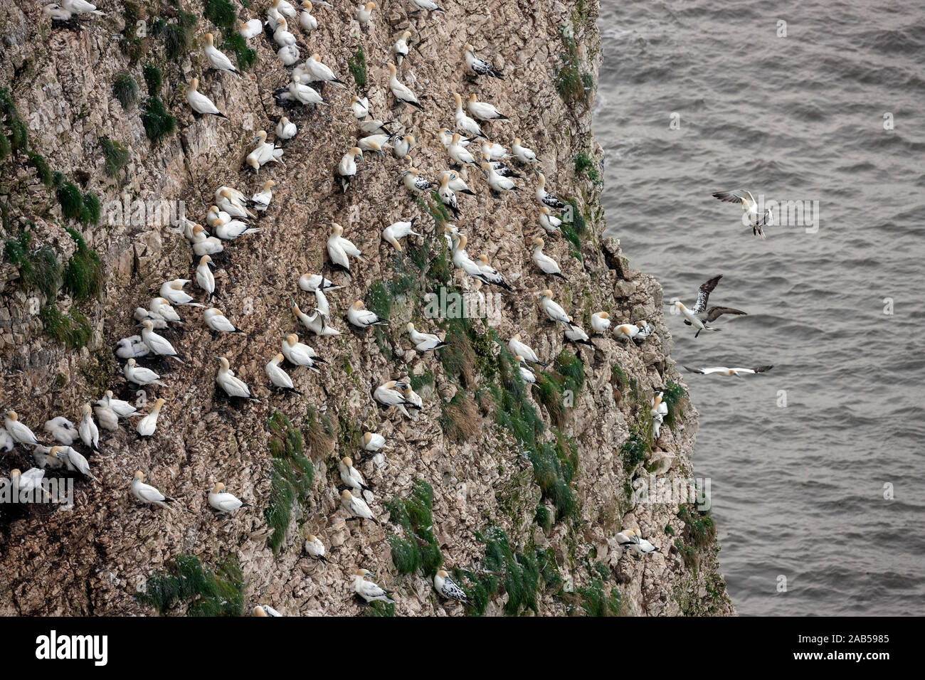 Gannet Colony (Morus bassanus) an bempton Klippen an der Küste von North Yorkshire im Vereinigten Königreich. Es ist das einzige Festland Kolonie von gannett Stockfoto