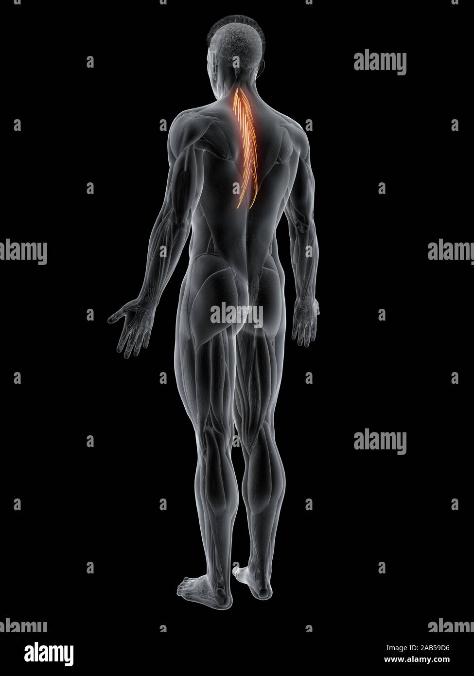 3D-gerenderte Muskel Abbildung des semispinalis thoracis Stockfoto