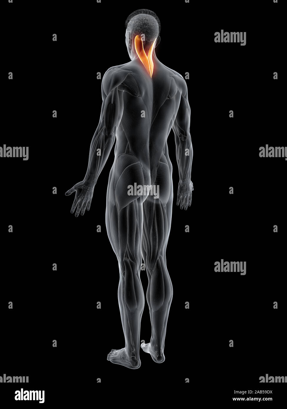 3D-gerenderte Muskel Abbildung des splenius capitis Stockfoto