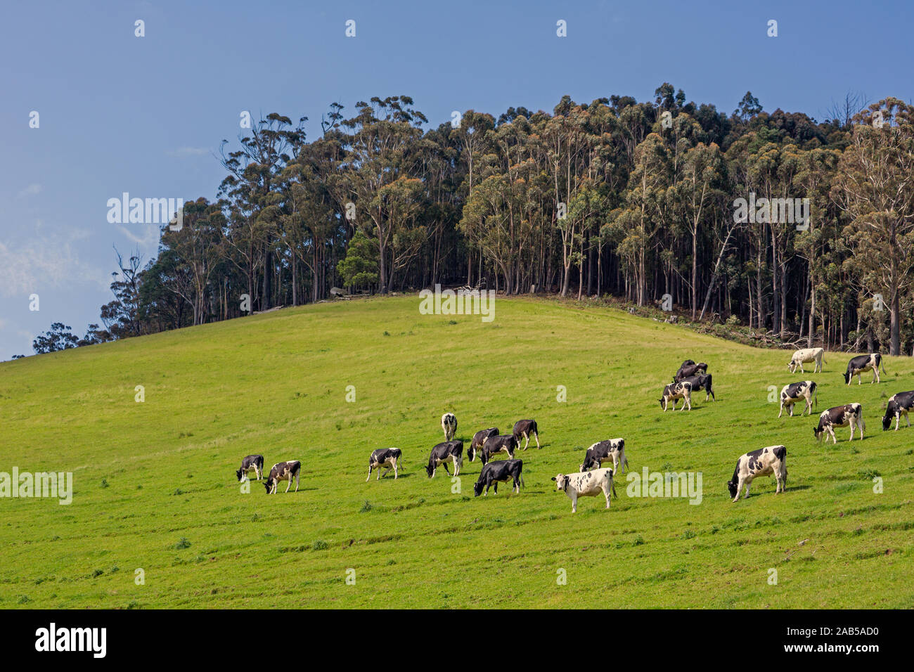 Ländliche Szene mit Rindern in Feld- und Buschland hinter sich. Nord-östlichen Tasmanien, Australien. Stockfoto