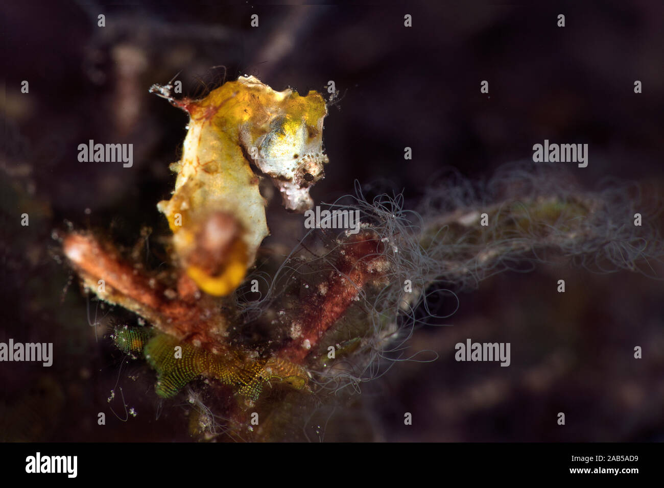 Der Pontoh Pygmy Seepferdchen (Hippocampus pontohi). Unterwasser Makrofotografie von Romblon, Philippinen Stockfoto