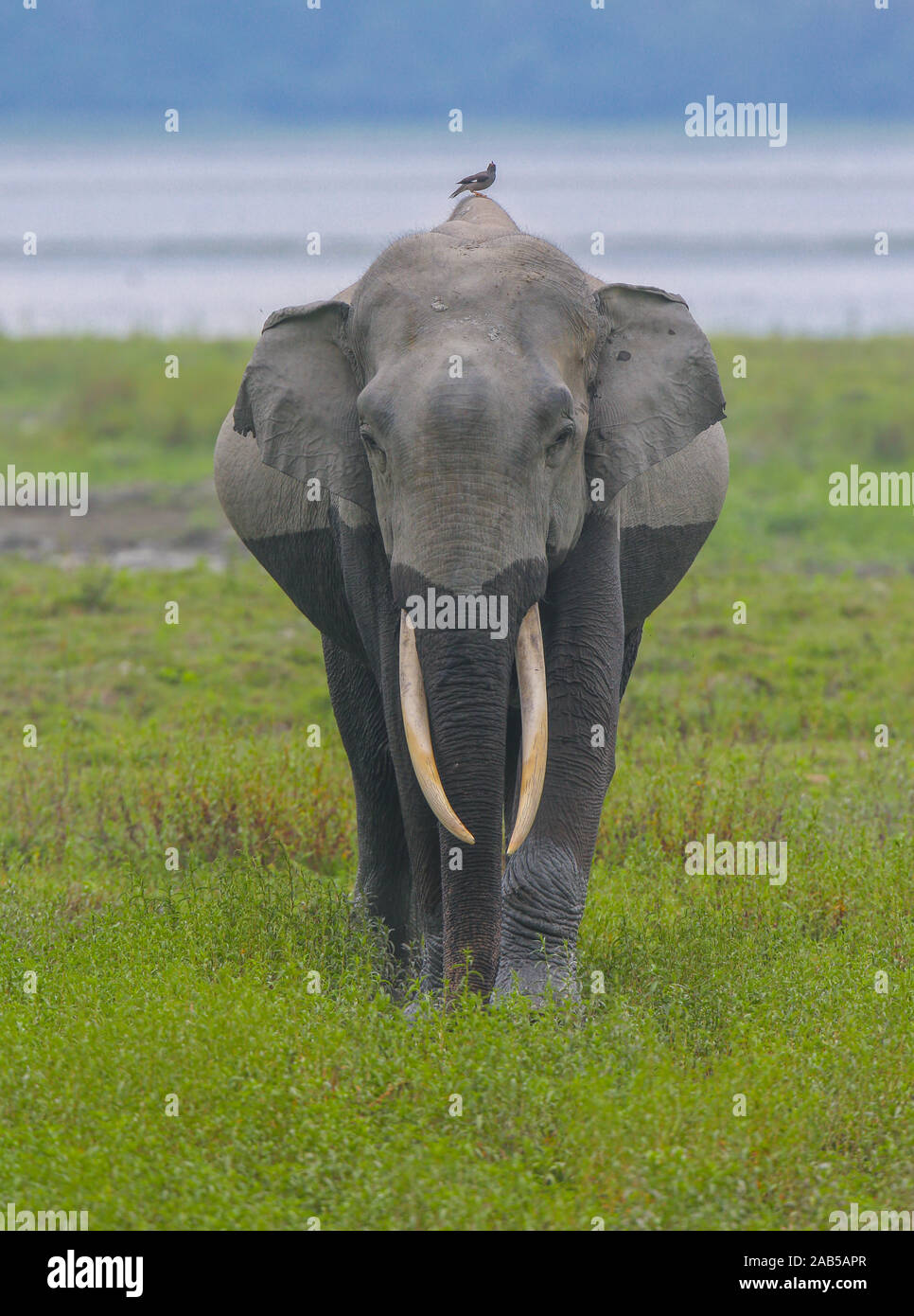 Ein Tusker gehen über die Wiese des Kaziranga National Park (Indien) Stockfoto