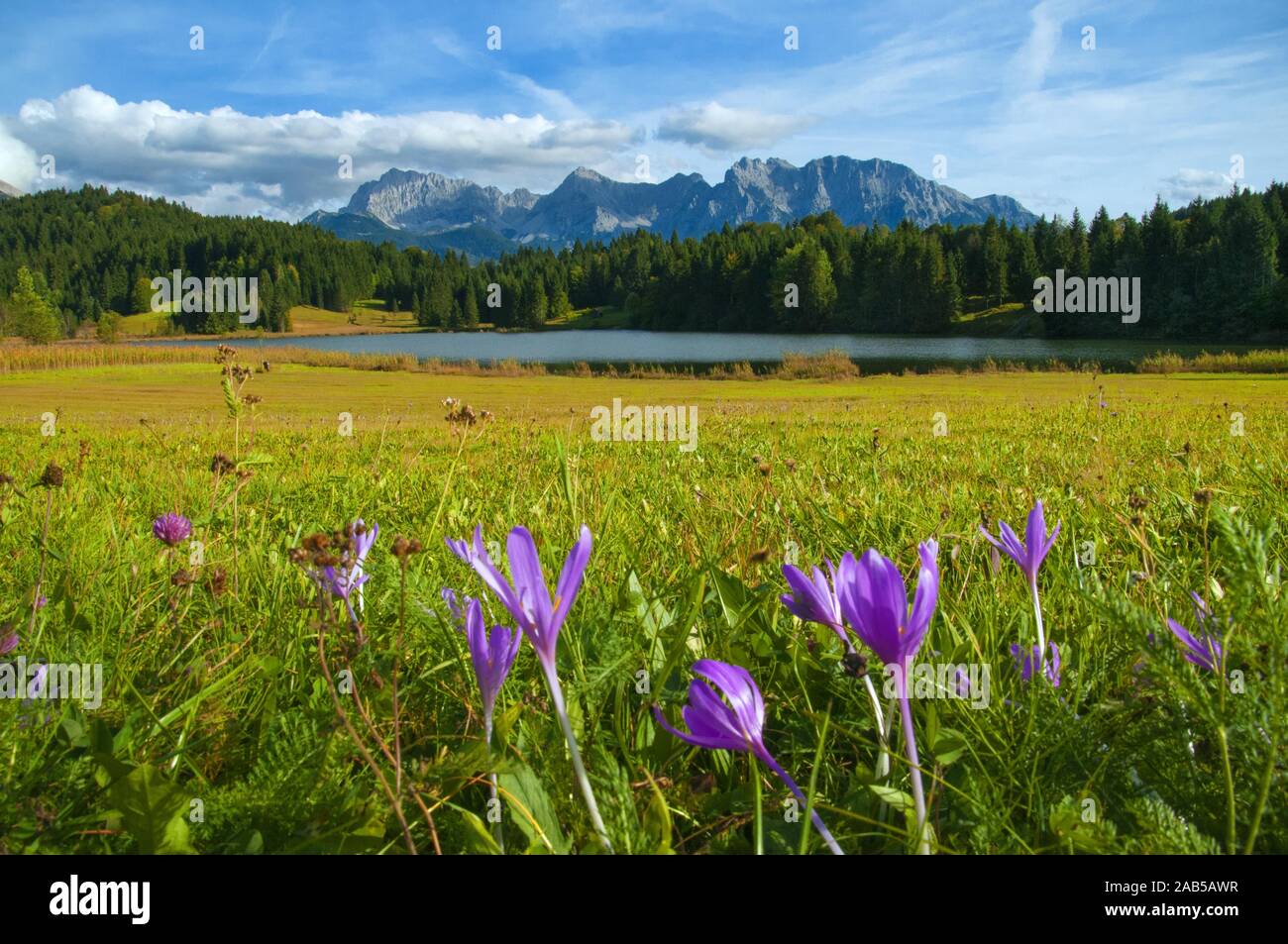 Ansicht des Karwendelgebierge in der Nähe von Mittenwald, im Vordergrund die Geroldsee und blühenden Hernstzeitlose (Colchicum autumnale), Bayern, Deutschland, E Stockfoto