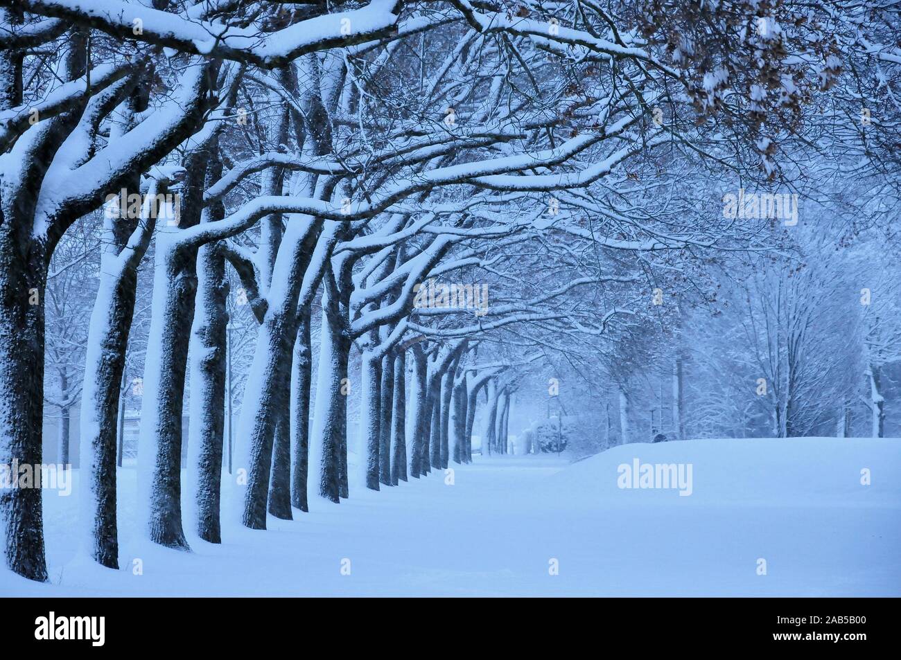 Der lindenallee im Winter, Stadtgebiet augsburg, schwaben, bayern, Deutschland, Europa Stockfoto