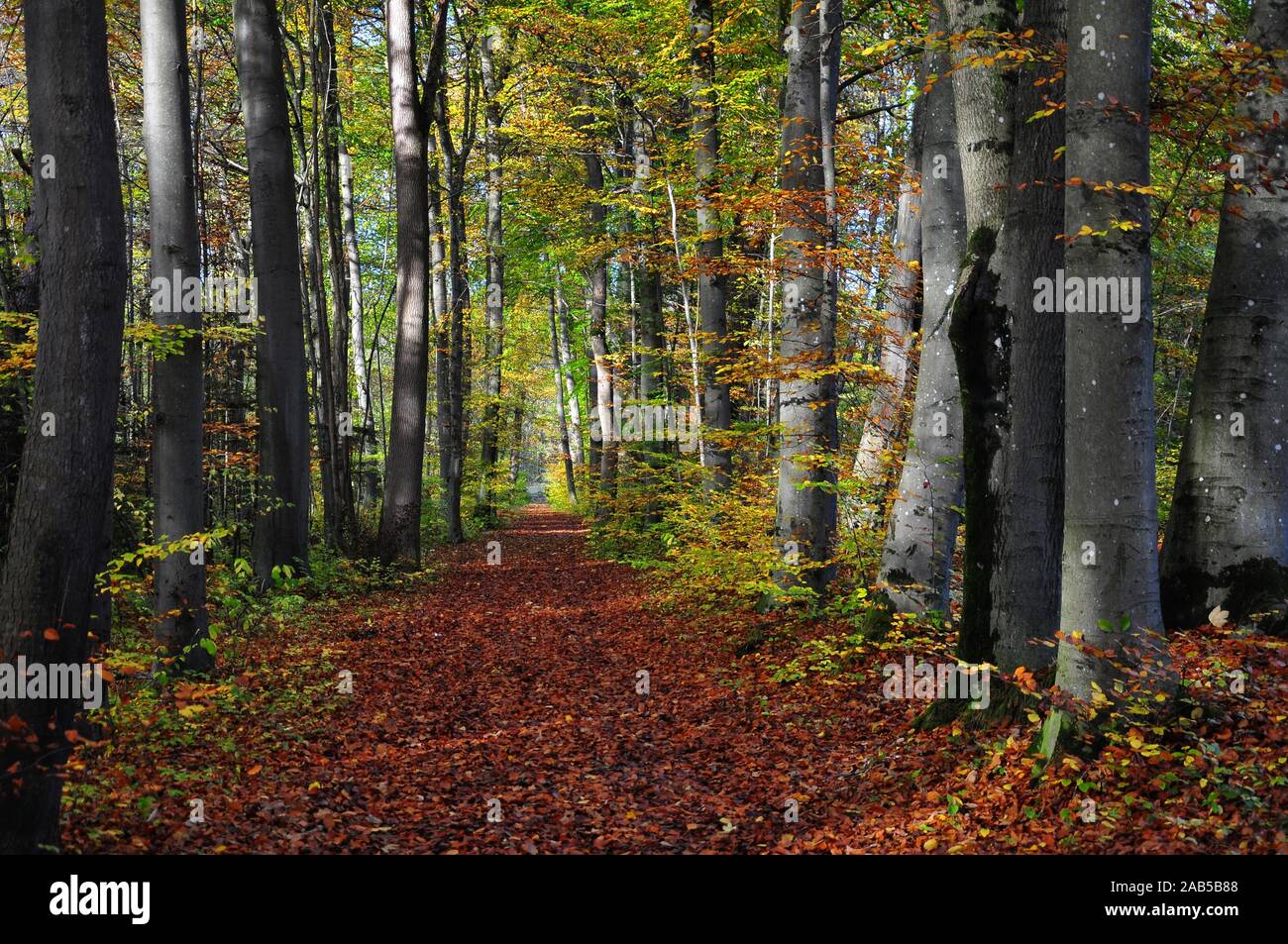 Laub bedeckten Waldweg im Herbst, im Siebentischwald in der Nähe von Augsburg, Schwaben, Bayern, Deutschland, Europa Stockfoto
