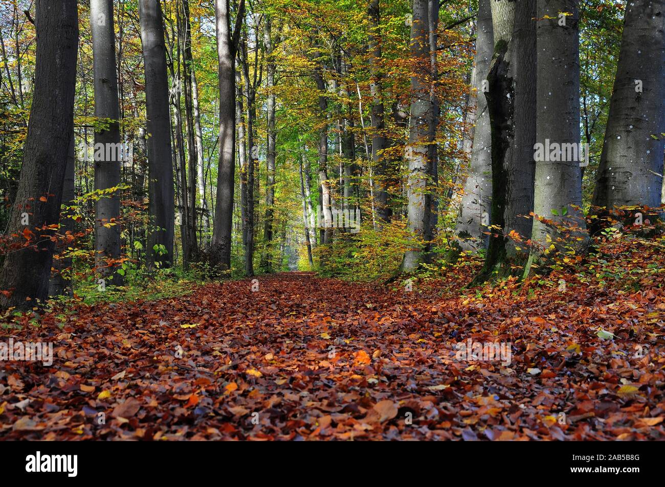 Laub bedeckten Waldweg im Herbst, im Siebentischwald in der Nähe von Augsburg, Schwaben, Bayern, Deutschland, Europa Stockfoto
