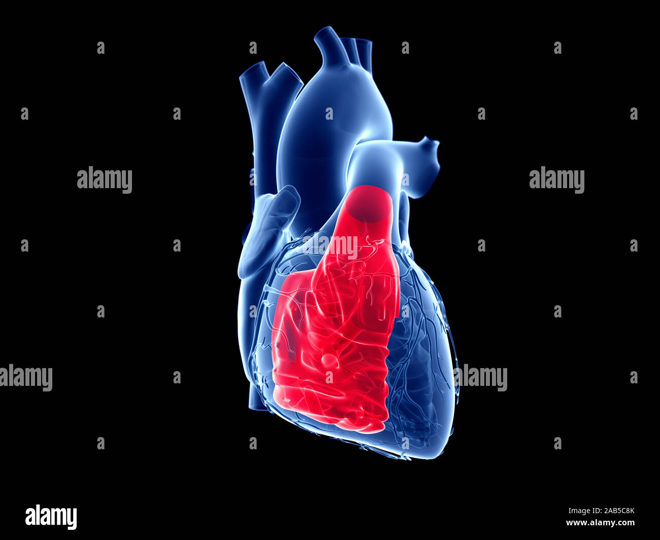 3D-gerenderte medizinisch genauen Abbildung des rechten Ventrikels Stockfoto