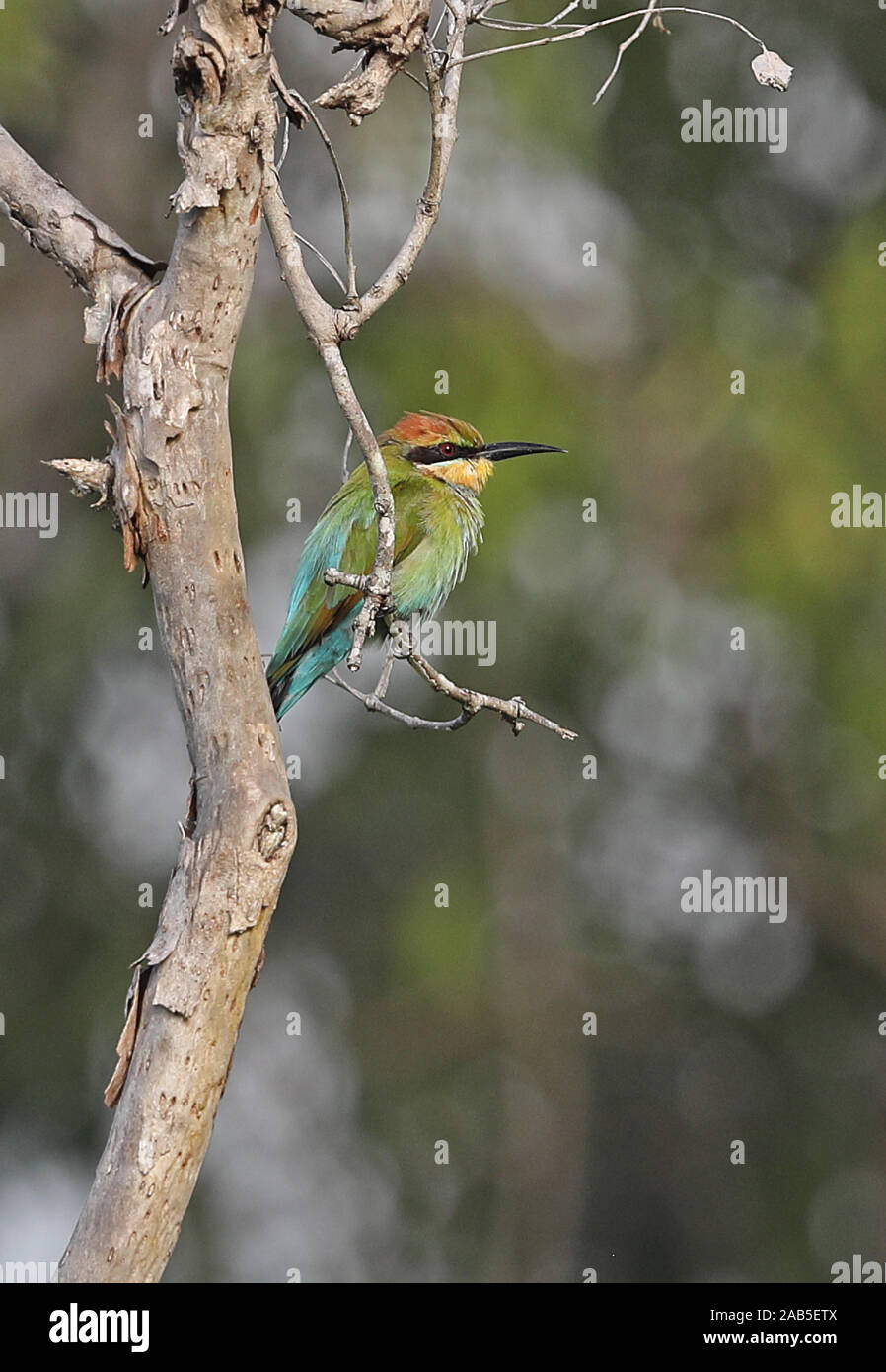 Rainbow Bienenfresser (Merops ornatus) Erwachsenen auf dem toten Baum Varirata National Park gehockt, Papua-Neuguinea Juni Stockfoto