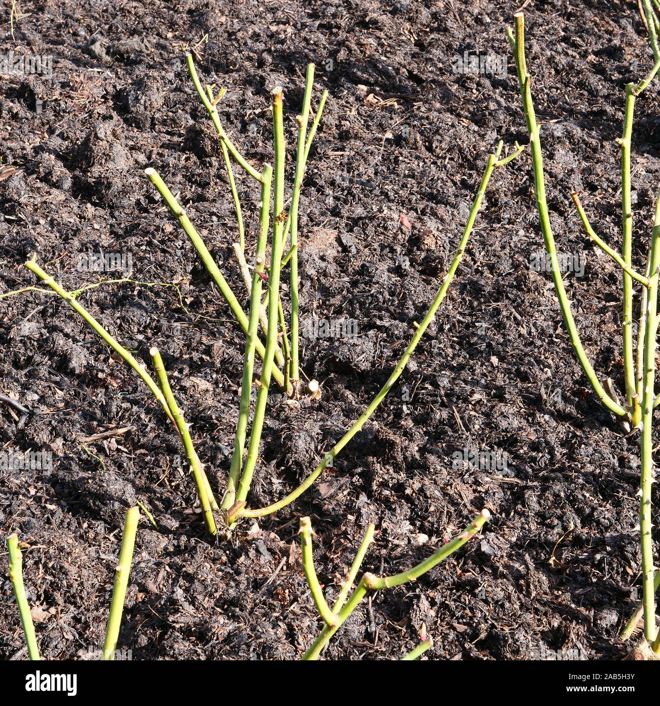 Englisch hybrid Moschus roseThe Pilgrim hat im Winter und der Boden mit einer Schicht aus Mulch bedeckt beschnitten worden. Stockfoto