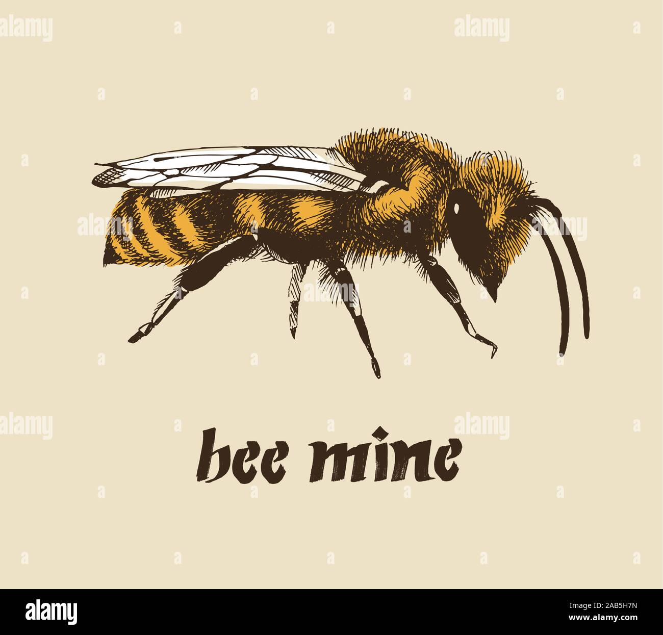 Mein werden Valentine Karte, Honig biene Farbe Vector Illustration in Gravur Stil auf beigem Hintergrund isoliert Stock Vektor