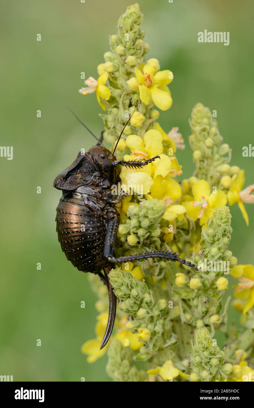 Sattelschrecke sitzt in einer Königskerze Stockfoto