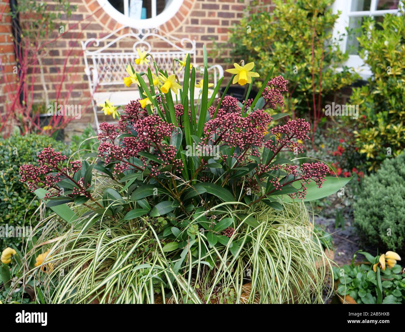 Tete A Tete Skimmia Japonica Rubella Stockfotos und bilder Kaufen Alamy