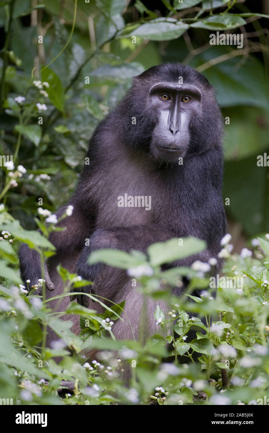 Indonesien, Sulawesi; Insel; Urwald; Tier; Tiere; Saeugetiere ...