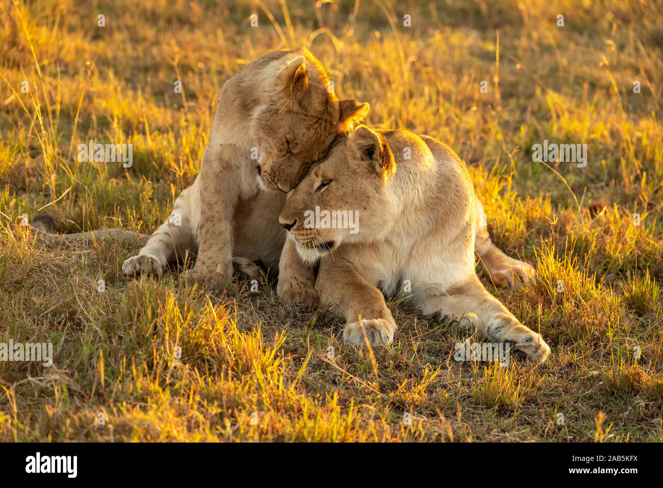 Löwin und Cub (Panthera leo) spielen und kuscheln in der Masai Mara in Kenia Stockfoto