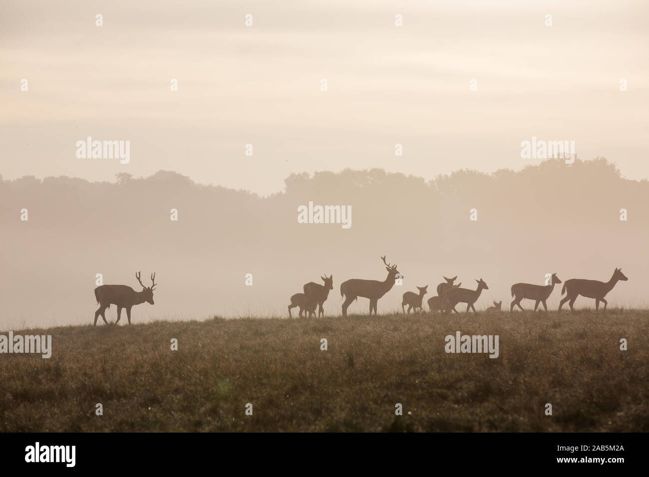 Rehe und Hirsche im Herbst im Richmond Park Stockfoto
