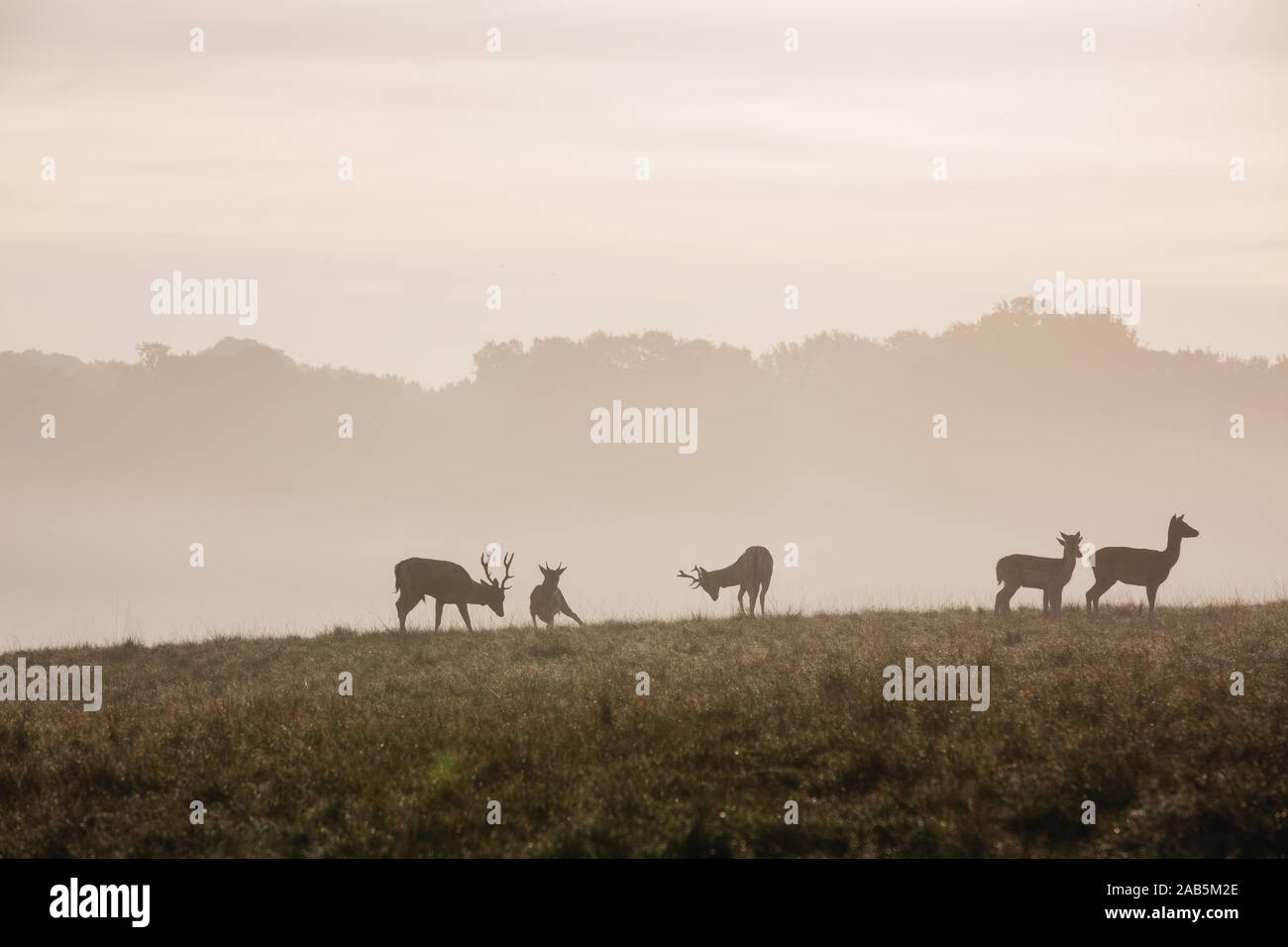 Rehe und Hirsche im Herbst im Richmond Park Stockfoto