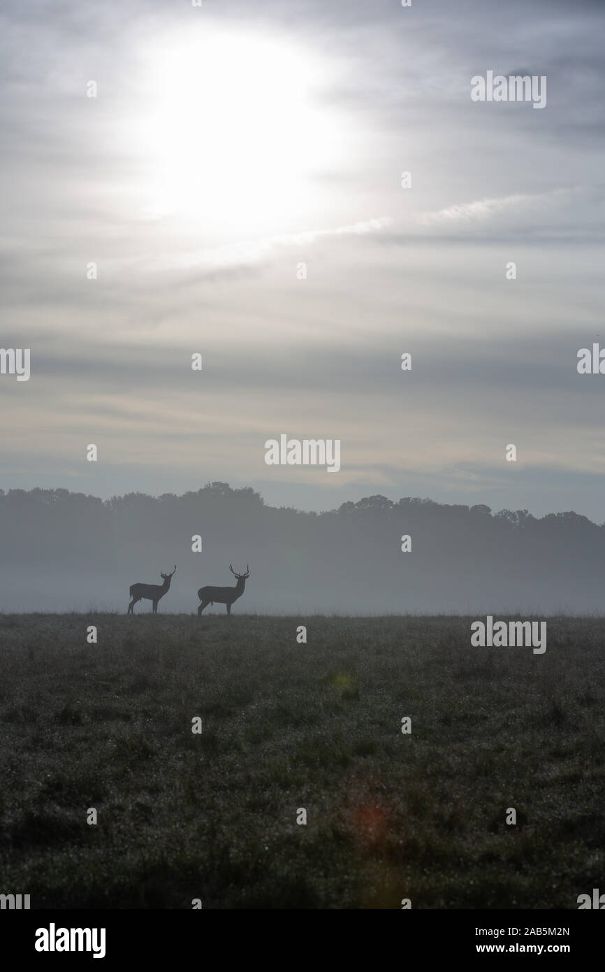Rehe und Hirsche im Herbst im Richmond Park Stockfoto