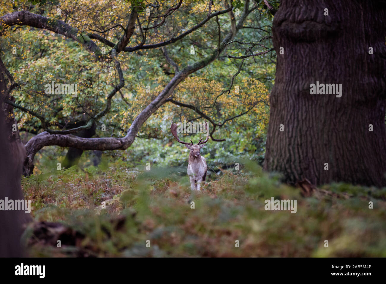Rehe im Wald im Herbst Furche im Richmond Park stehend Stockfoto