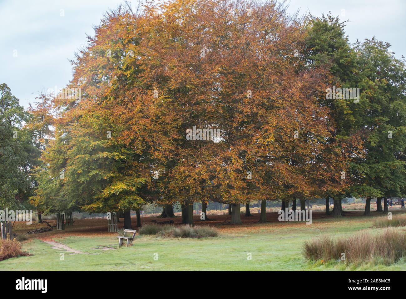 Bunte (Bunte) herbstliche Bäume im Richmond Park, London Stockfoto