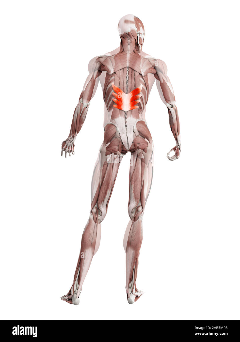 3D-gerenderte Muskel Abbildung der serratus posterior inferior Stockfoto