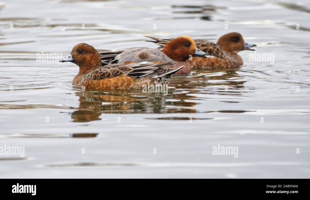 Eurasische Pfeifenten Stockfoto