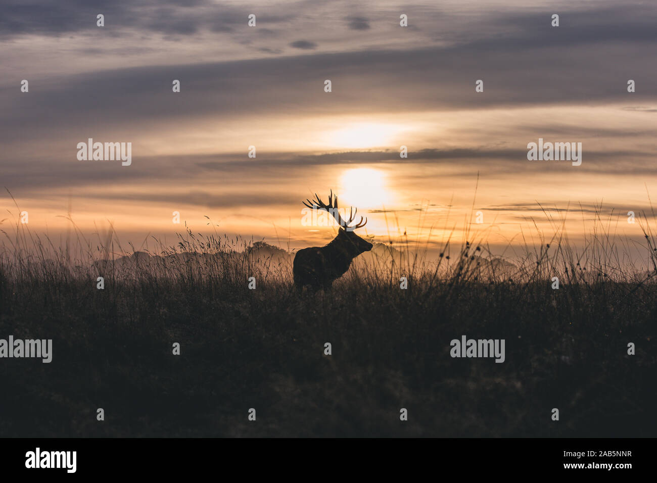 Einsamer Hirsch in der Dämmerung im Herbst Furche, im Richmond Park Stockfoto