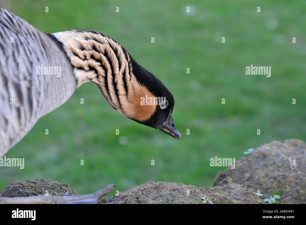 Hawaiian Goose bei WWT London Wetland Centre, Queen Elizabeth's Walk, London, SW13, Großbritannien Stockfoto