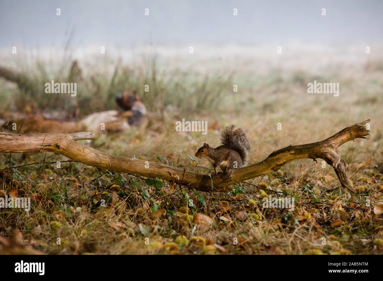 Eichhörnchen jagen für Muttern im Richmond Park, im Herbst Stockfoto