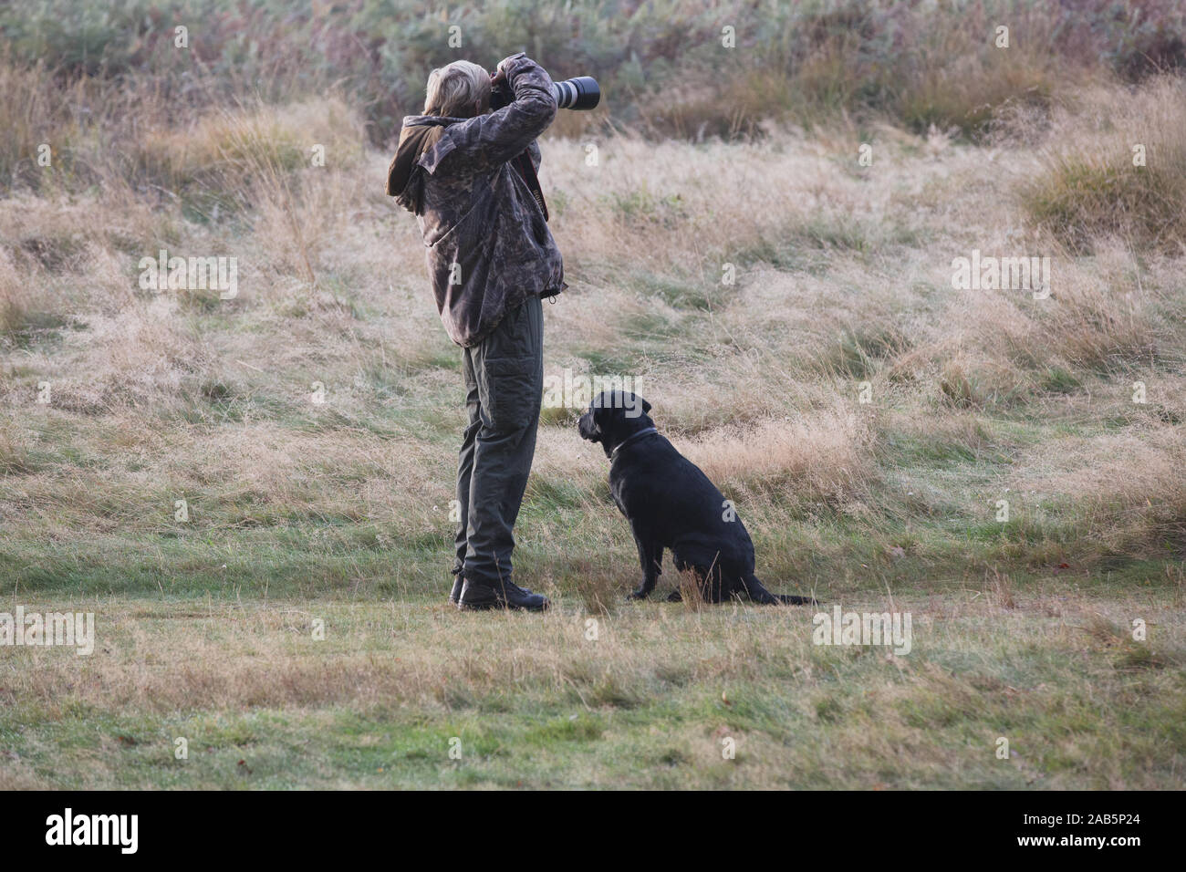Hund wartet geduldig als Fotograf nimmt Foto der Hirsche in der Richmond Park Stockfoto