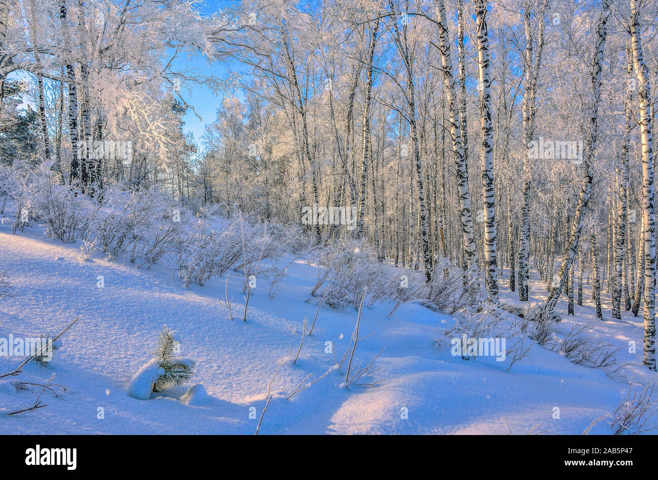 Gefrorene Birkenwald mit frischem weichem Schnee und Raureif an sonnigen Tag bedeckt mit blauer Himmel - Sonnenschein Winterlandschaft. Schneeflocken ein Stockfoto