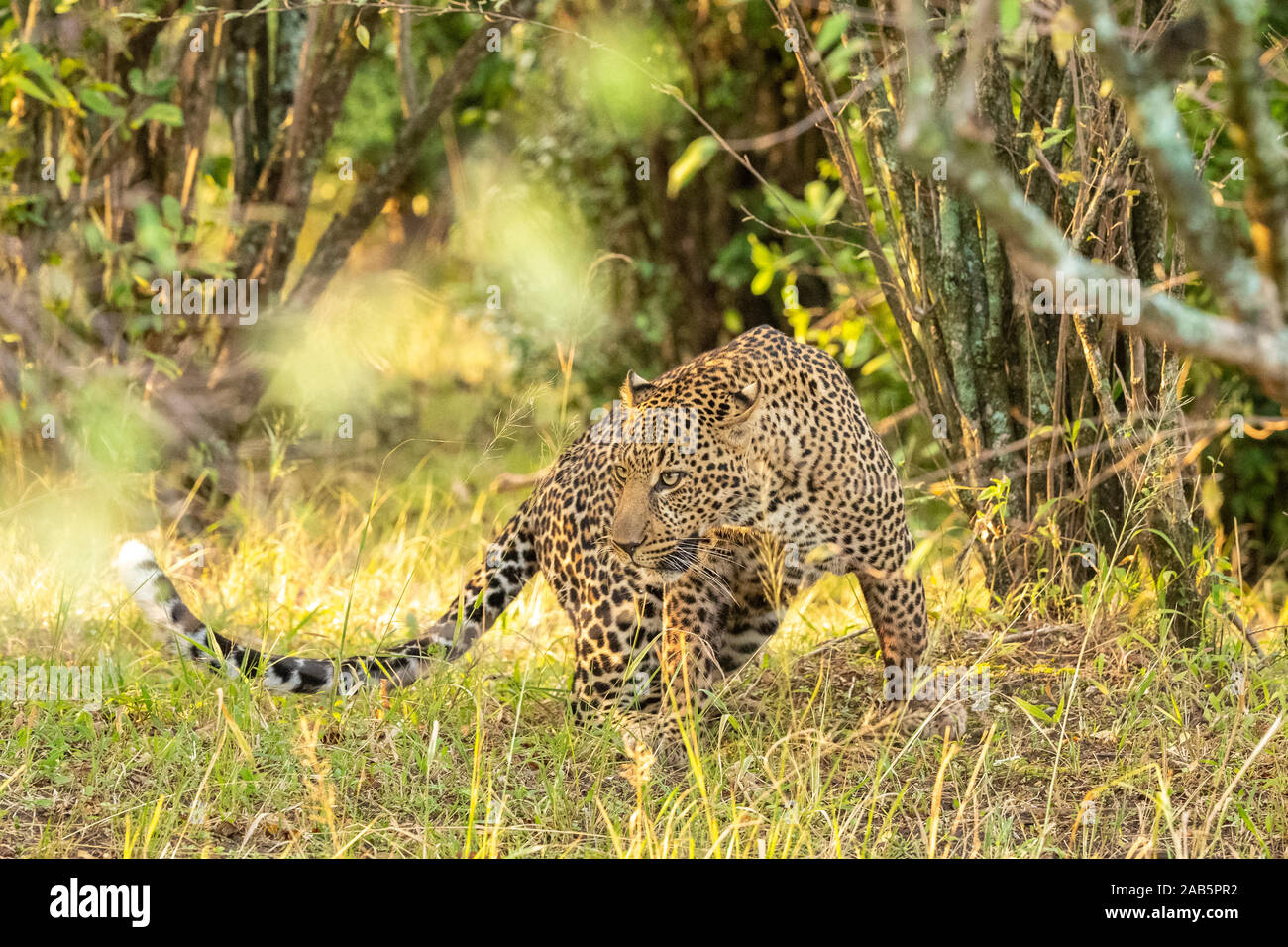 Männliche Leopard (Panthera padres) Stalking am frühen Morgen in der Masai Mara, in der Nähe der Cup De Sac in Kenia Stockfoto