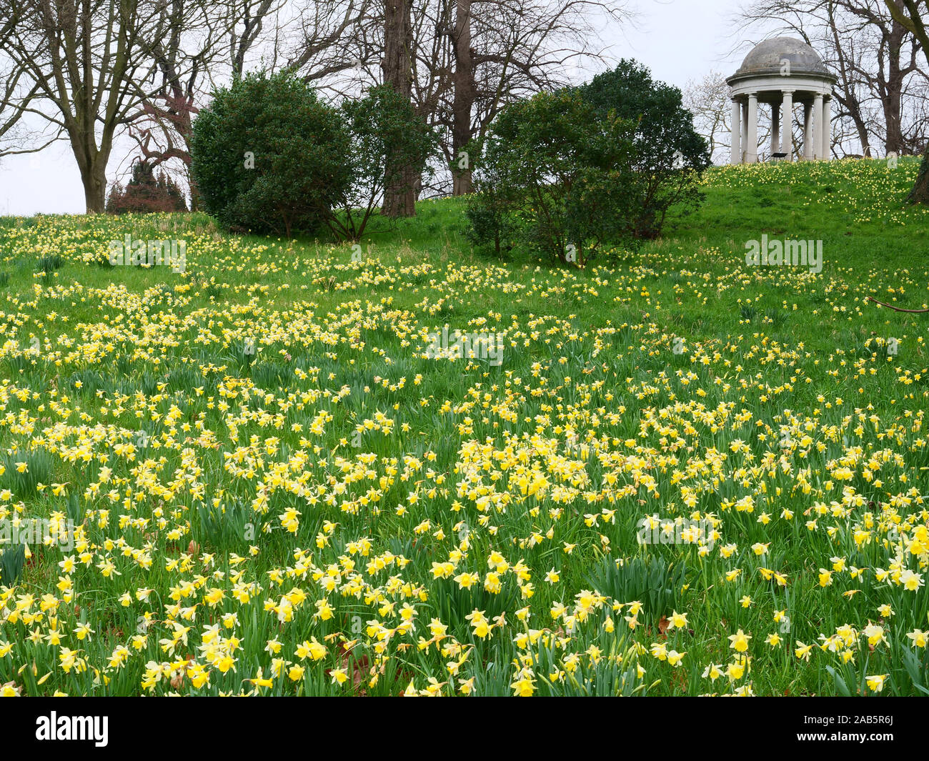 Viele Narzissen sind immer halb wild auf der Piste in Richtung der Tempel der Eolus in einem historischen Teil von Kew Gardens, Richmond, London, im Frühjahr gesehen. Stockfoto