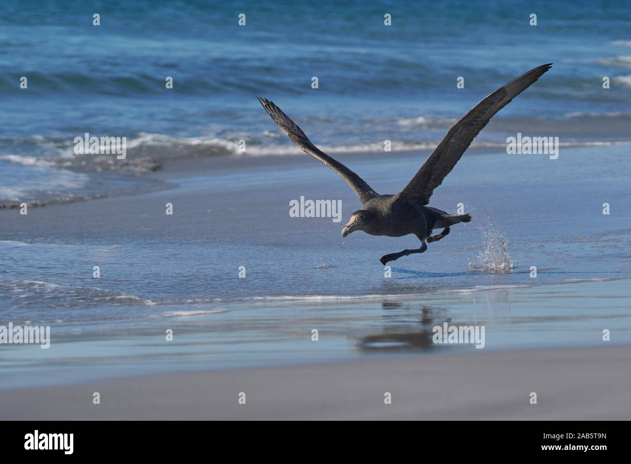 Southern Giant Petrel (Macronectes giganteus) weg von der Küste von Sea Lion Island in den Falkland Inseln. Stockfoto