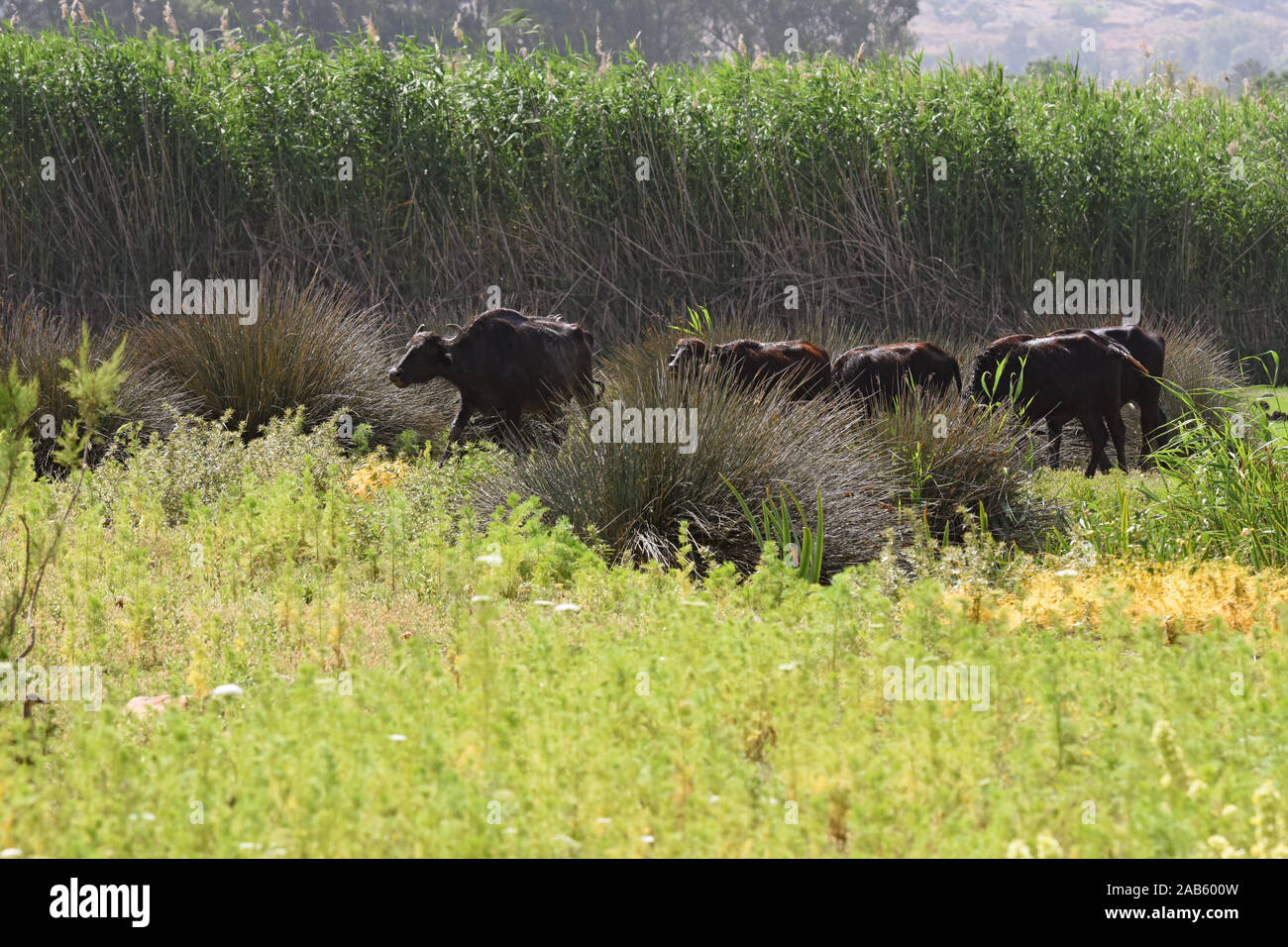 Wasser Büffelherde, Israel Stockfoto