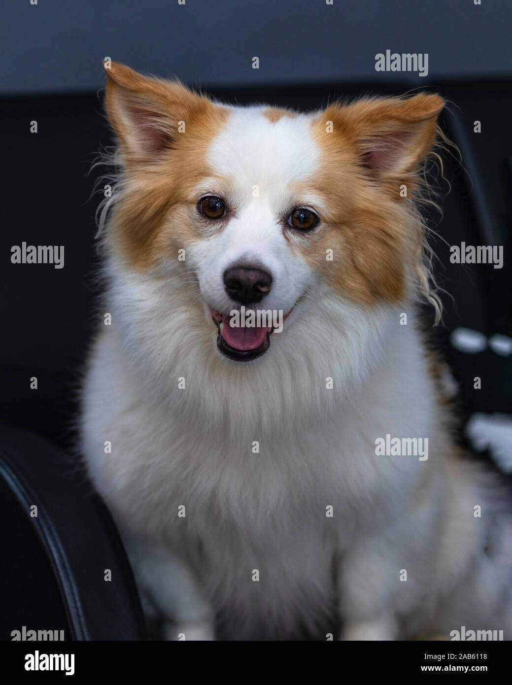Portrait von Nizza Pomeranian Chihuahua mix Hund sitzt ein Sofa und Schauen. Stockfoto