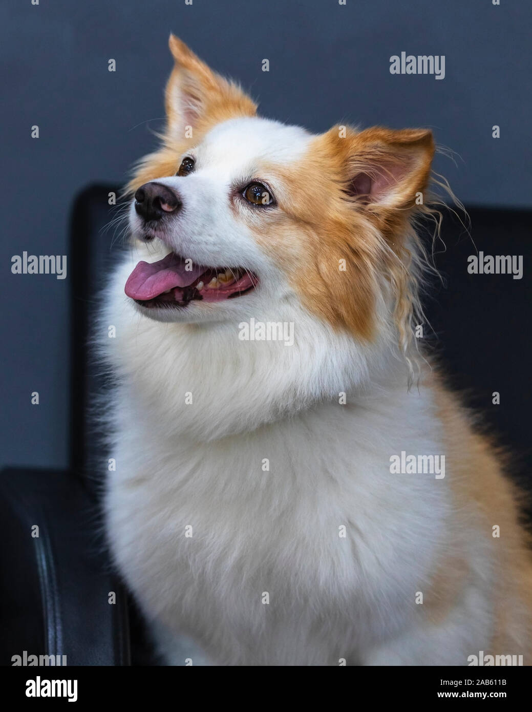 Portrait von Nizza Pomeranian Chihuahua mix Hund sitzt ein Sofa und Schauen. Stockfoto