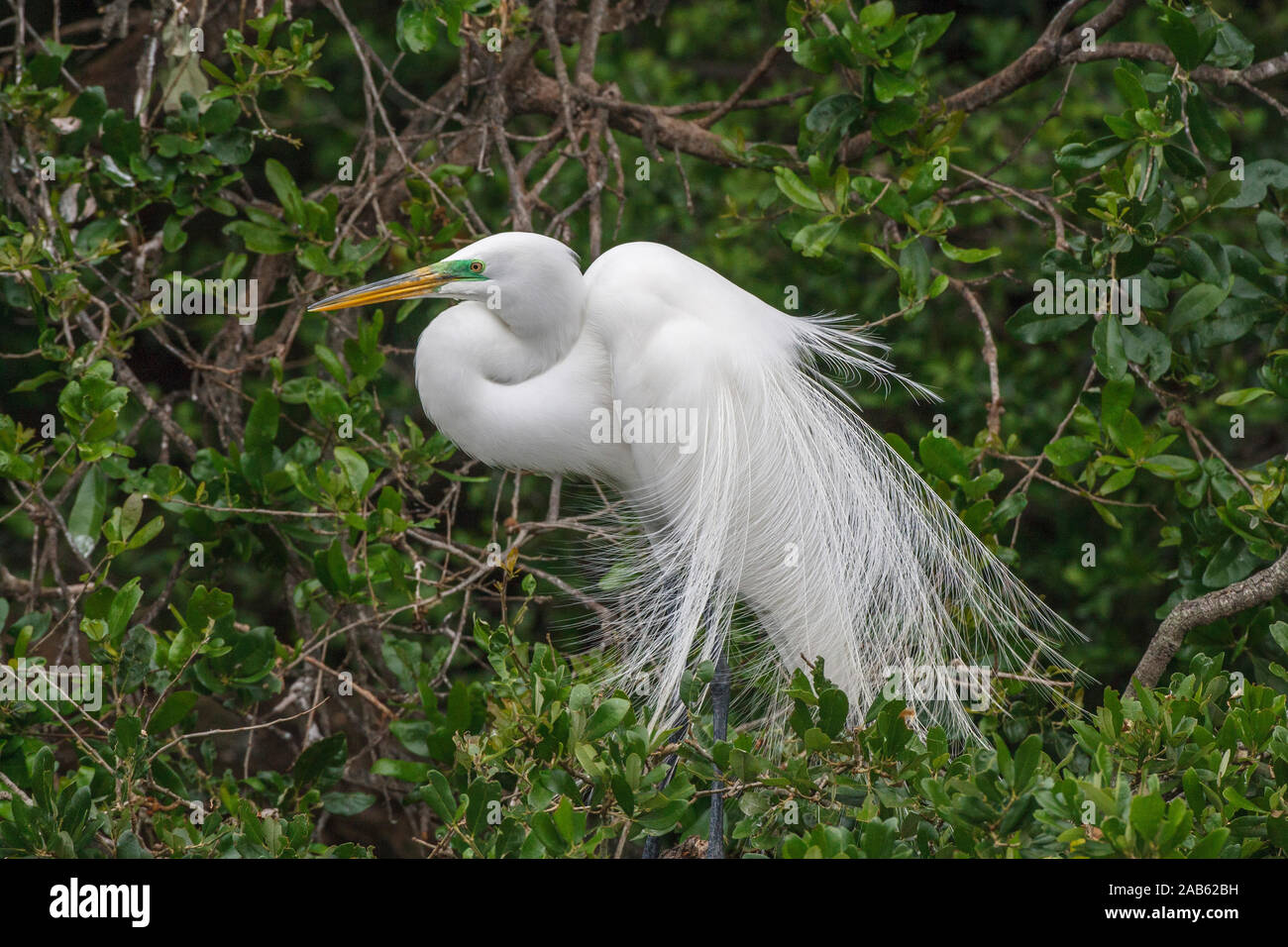 Silberreiher (Casmerodius Albus) Stockfoto