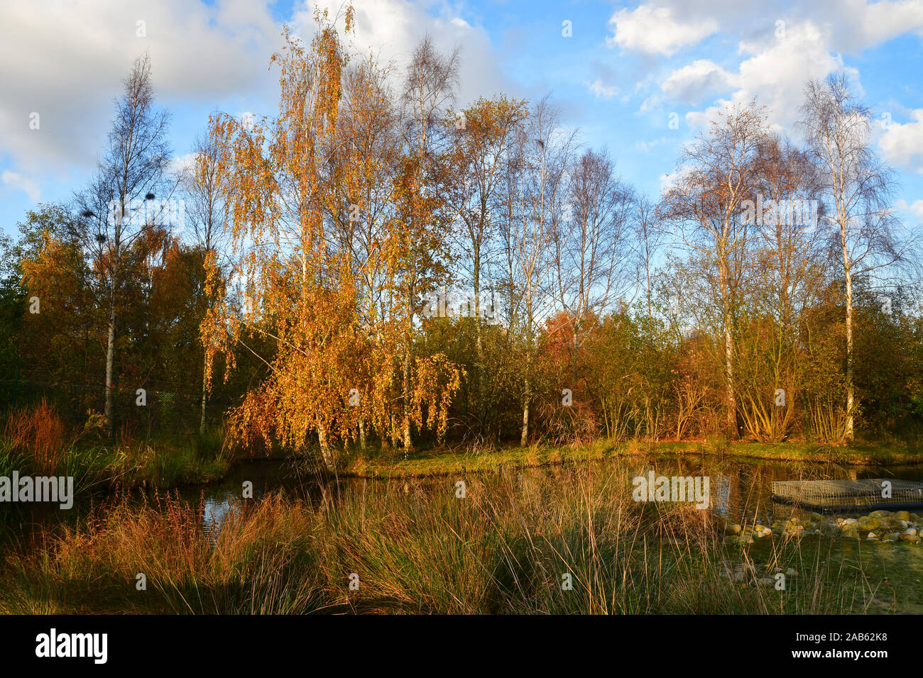 Herbst an der WWT London Wetland Centre, Queen Elizabeth's Walk, London, SW13, Großbritannien Stockfoto