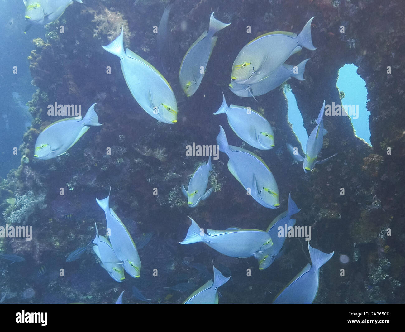 Doktorfische im Liberty Wrack Bügelfalte in Tulamben auf Bali Stockfoto