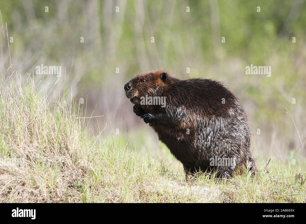 Biber wilden Biber ausgesetzt sein Körper, Kopf, Augen, Ohren, Schwanz mit einer bokeh Hintergrund in seiner Umwelt und Umgebung. Stockfoto