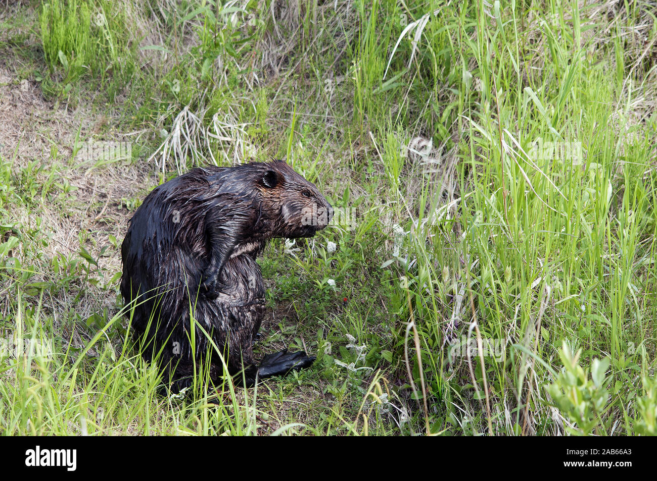 Biber wilden Biber ausgesetzt sein Körper, Kopf, Augen, Ohren, Schwanz mit einer Laub Hintergrund in seiner Umwelt und Umgebung. Stockfoto