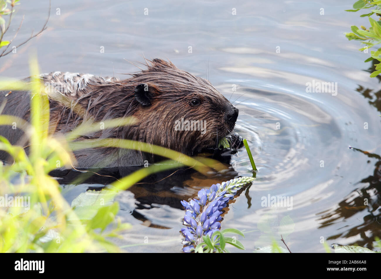 Biber Tieres in Wasser essen von Lily Pads in seiner Umgebung und Umwelt umgeben. Stockfoto